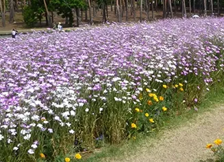 京都・亀岡保津川公園および周辺