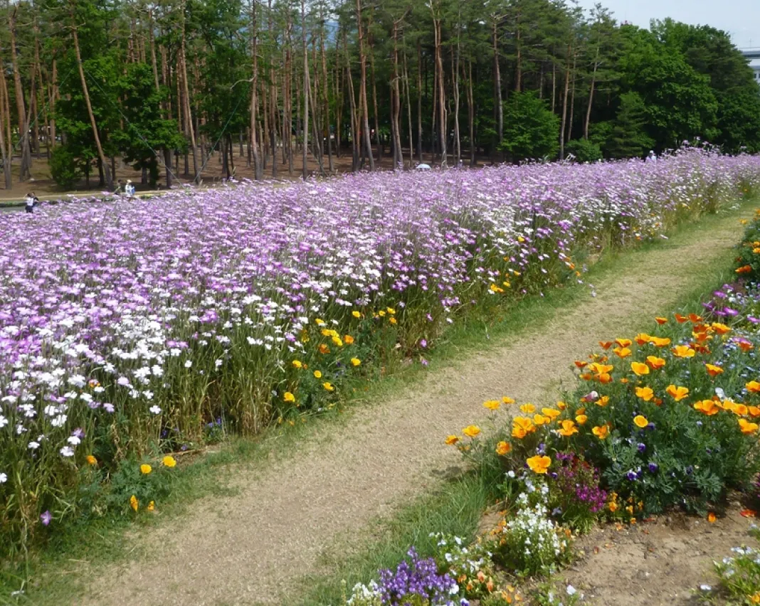 亀岡保津川公園