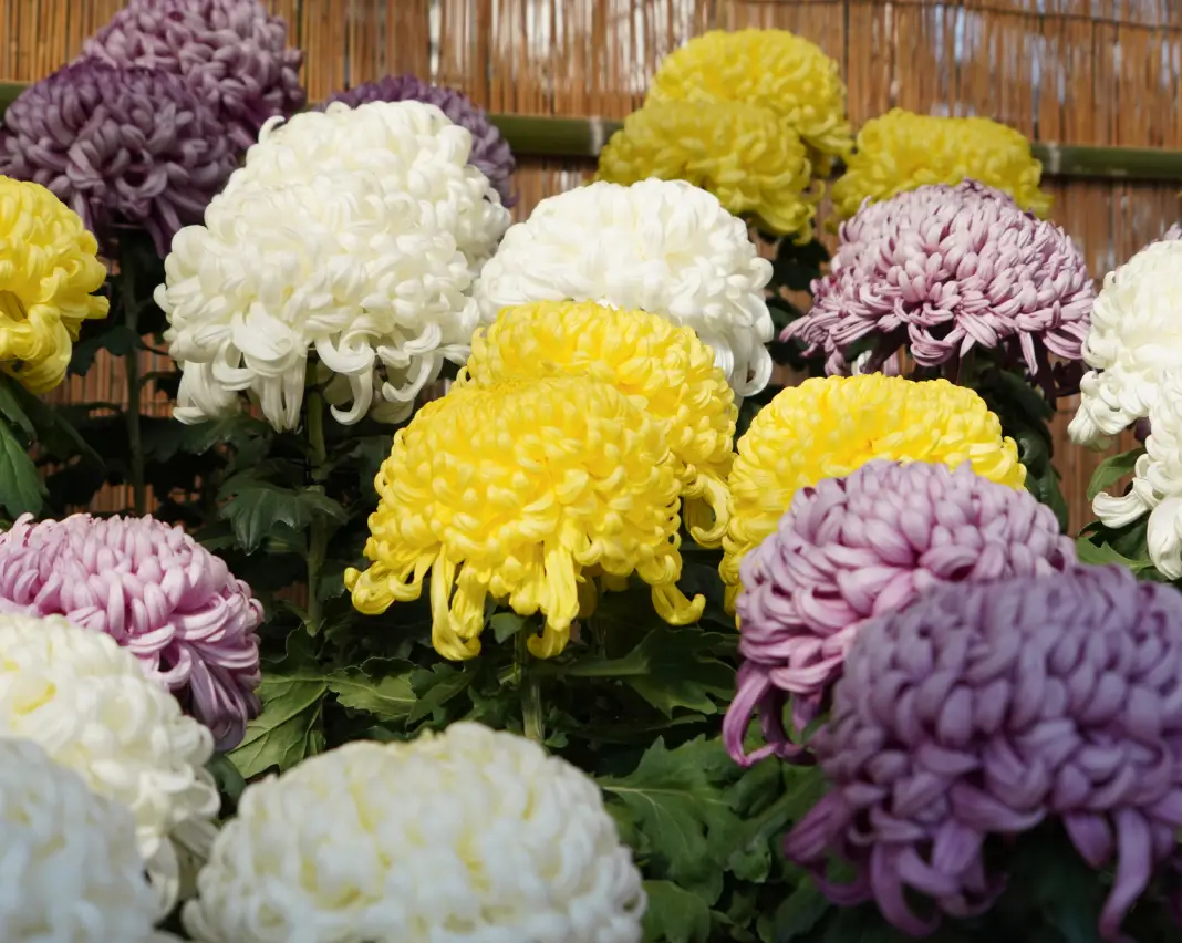 京都府立丹波自然運動公園