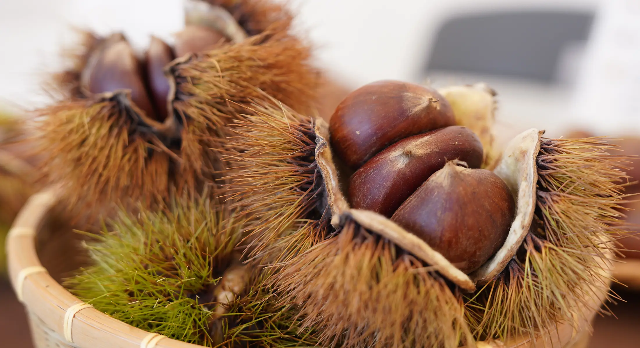 京都丹波秋の味覚・栗